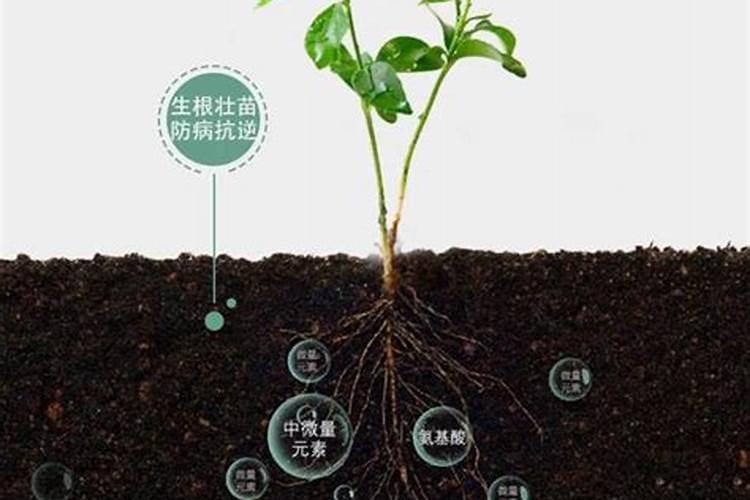 微量元素肥料有哪些