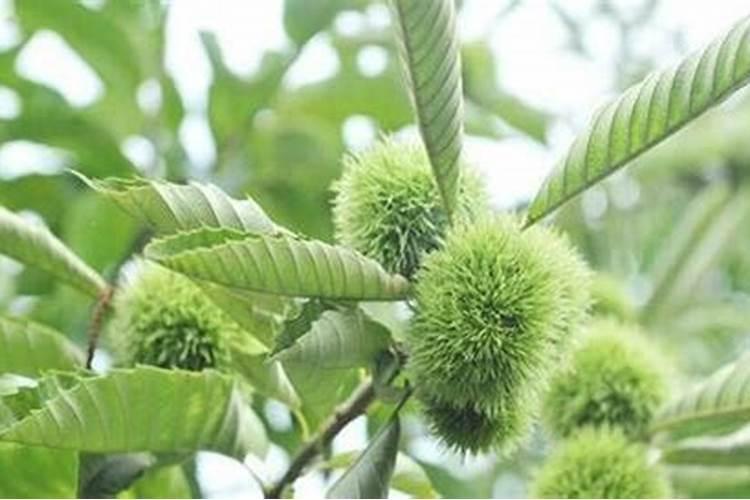 栗子树适合哪里种植