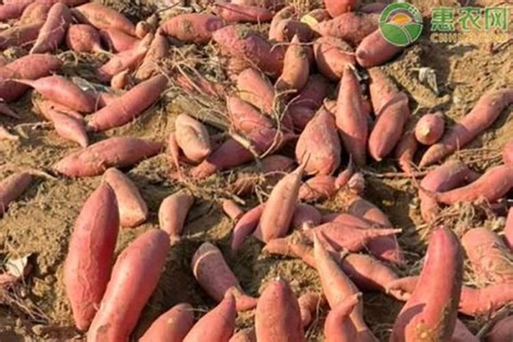 硅肥是一种新型肥料吗硅肥是酸性还是碱性？