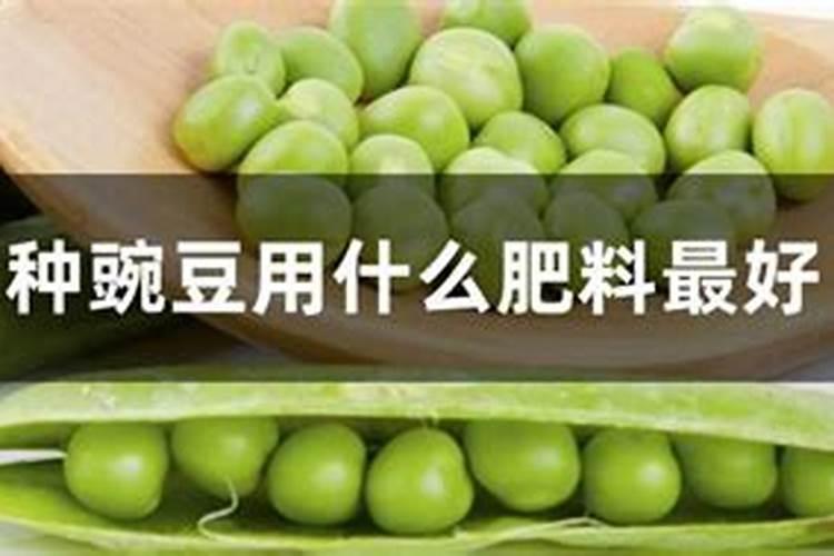 野碗豆如何种植技术