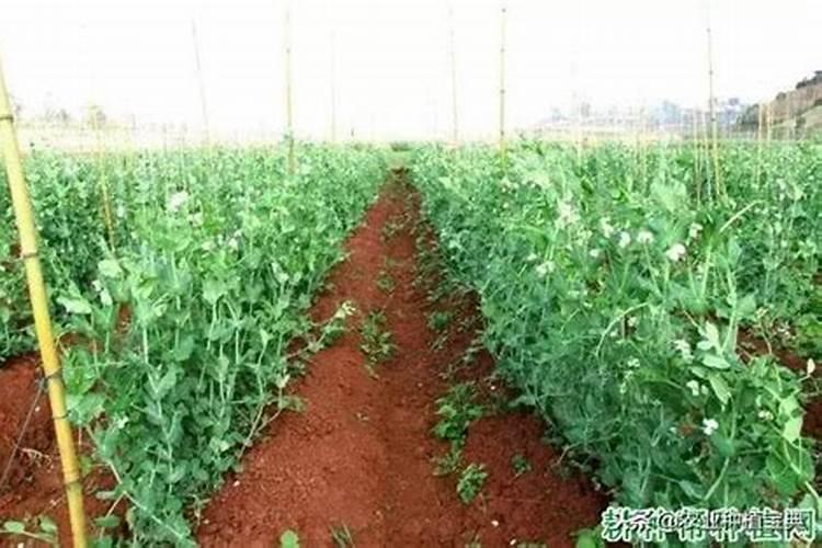 甜豌豆种植时间和方法 防止土壤过湿