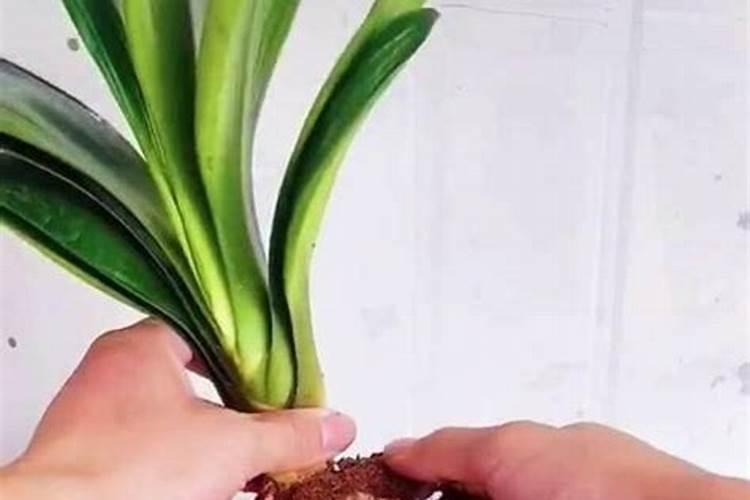 桃树最好的肥料是什么？