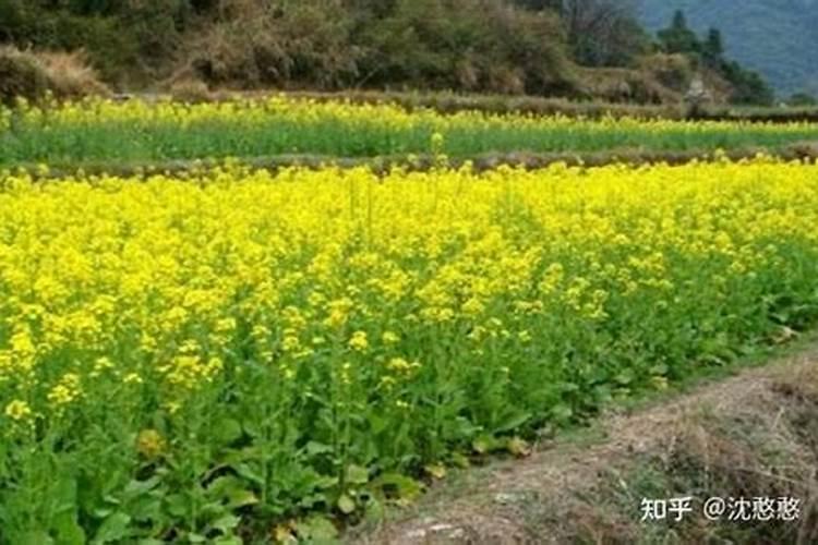 菊花施肥方法,用什么肥好