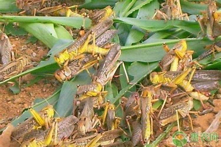 磷酸二氢钾控旺用量多少合适