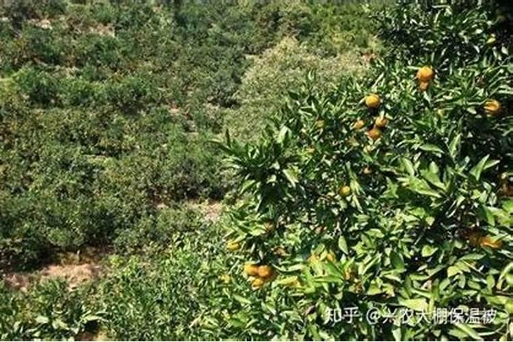 什么东西含磷可以做肥料、在家怎样自制磷肥
