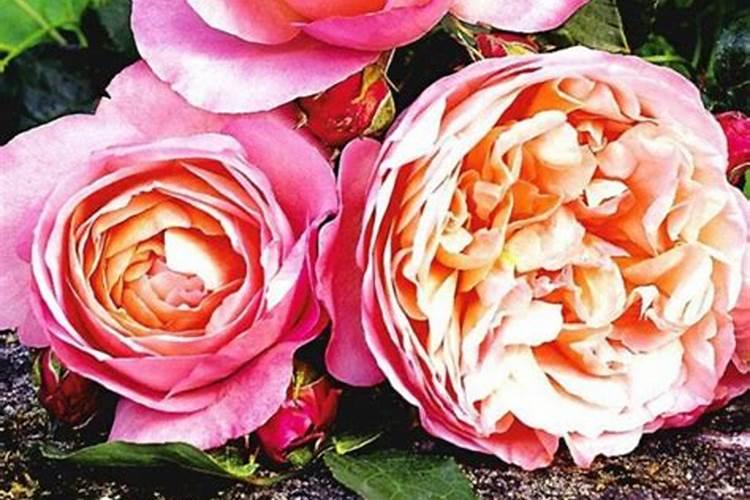 农民草木灰是什么肥料类型