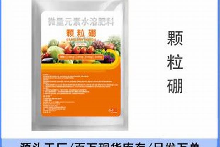 辽宁种小菜的最佳时间 辽宁种小菜的最佳时间