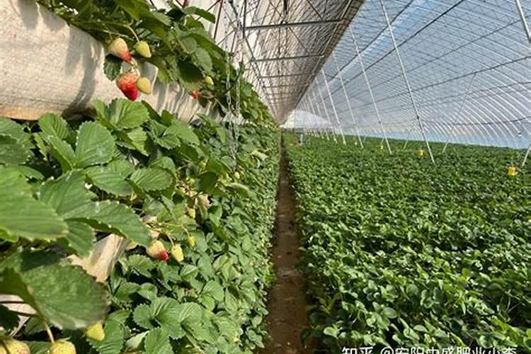 不只是肥料,更是信号传导高手:多肽在作物生长中的作用揭秘