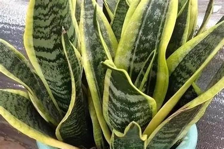 大颗粒水溶肥怎么用效果好？