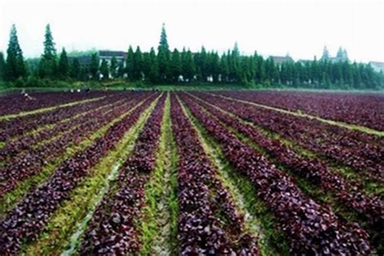 水溶肥用法和用量