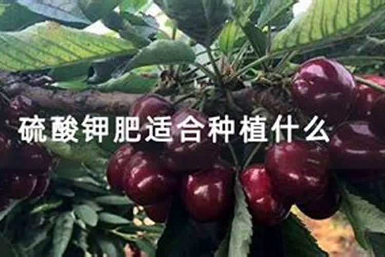 烟草施硫酸钾最佳时间 使用方法有哪些