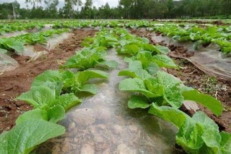 有院子别闲着,门口种2棵,关键是打理方便,过节送亲朋有面子