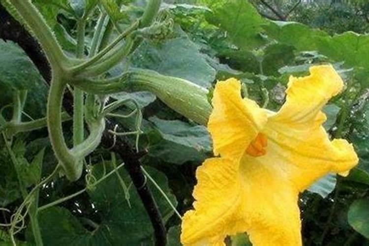 ,大田土豆收获后贮存方法