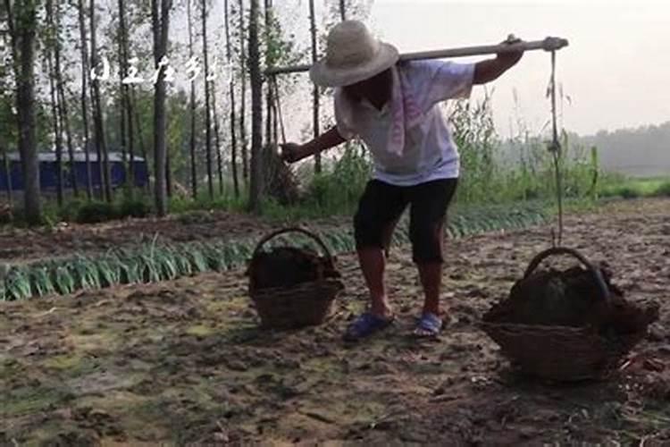 无花果施肥的正确方法