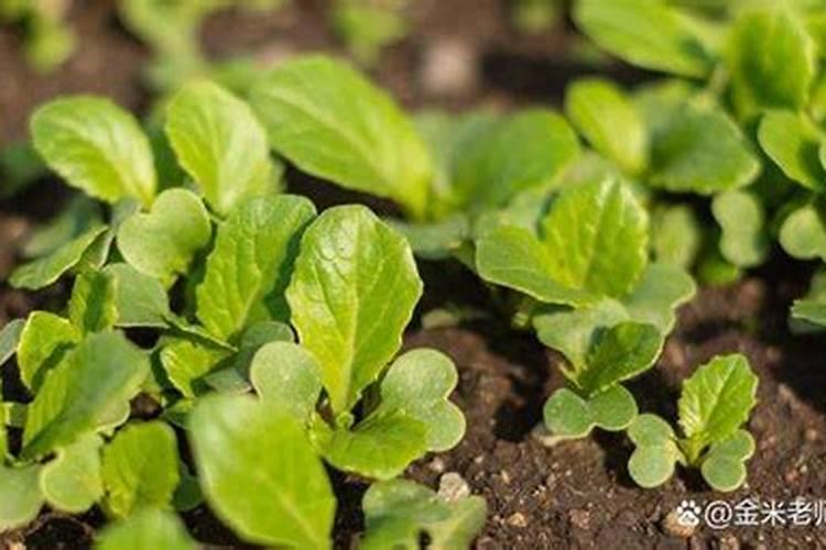 国内排名前十名的水溶肥