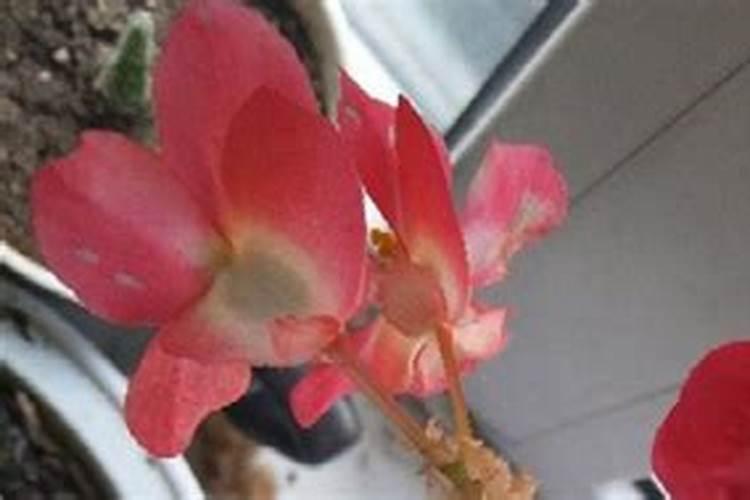 小白菜出苗后怎么管理