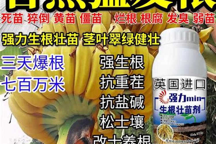 种植香蕉需要什么技术？