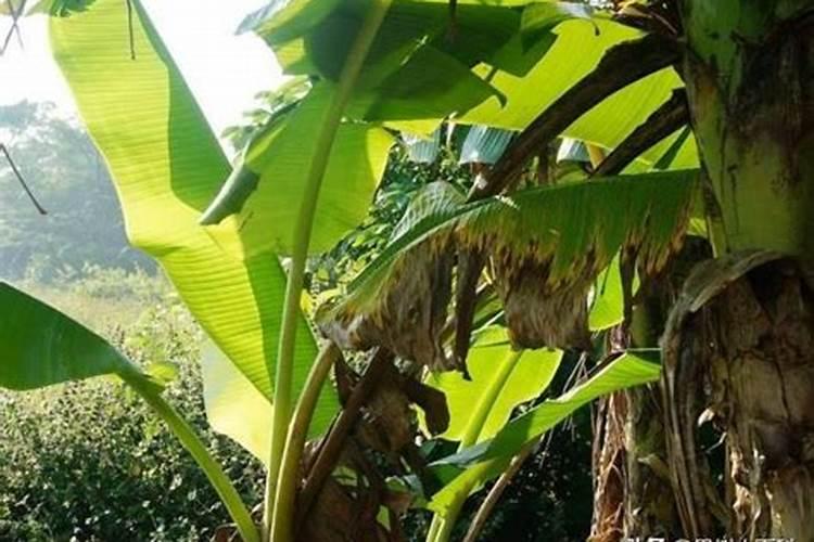 种植香蕉运用何种技术比较好