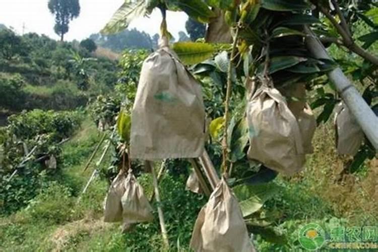 磷肥和钾肥尿素在肥水中使用顺序是什么