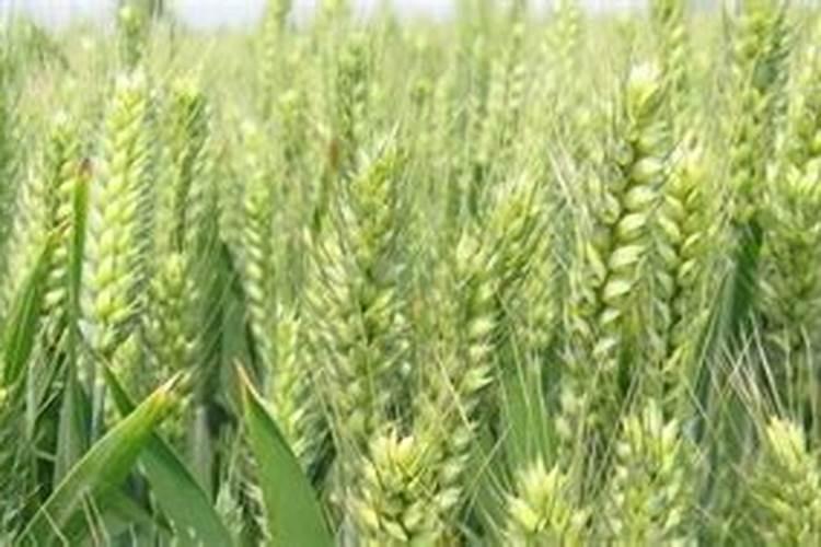 兔子粪便可以当肥料吗