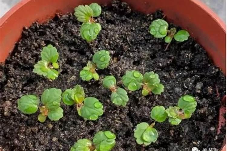 当贵能在什么地方种植