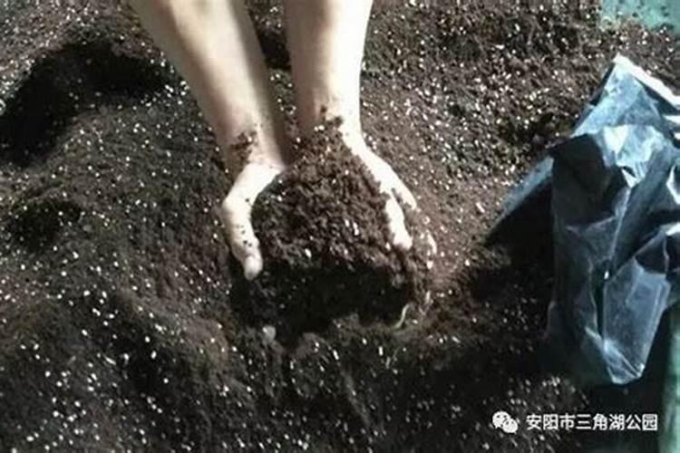 龙眼幼树的施肥原则 怎么施肥能高产