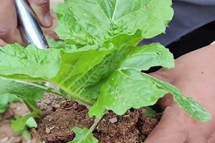 青菜移栽多久可以施肥