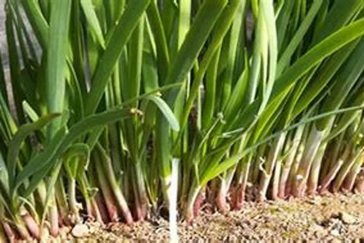 白菜移栽后几天施肥