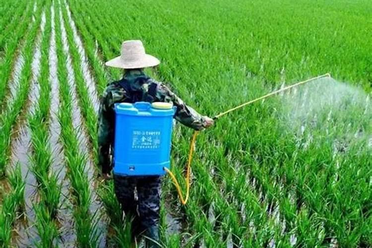 水稻打完除草隔多久追肥 可以立刻施肥吗