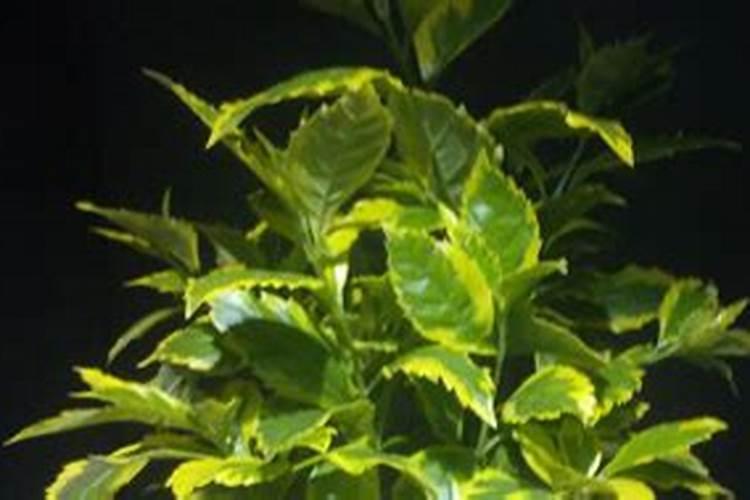 葡萄生根肥什么时候施最好