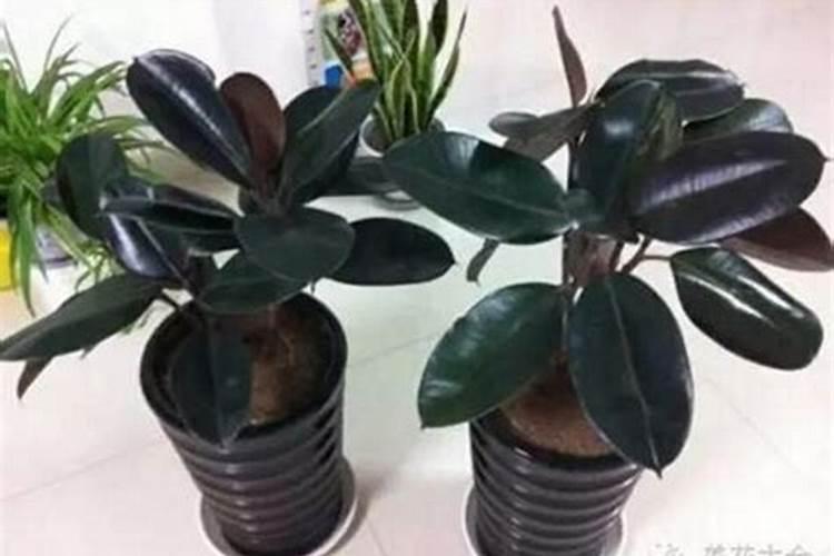 油菜什么时候施硼肥