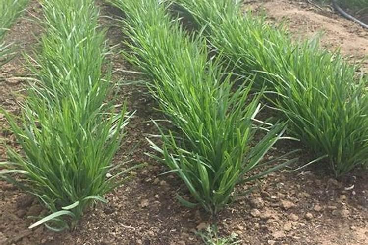 龟背多久浇一次水