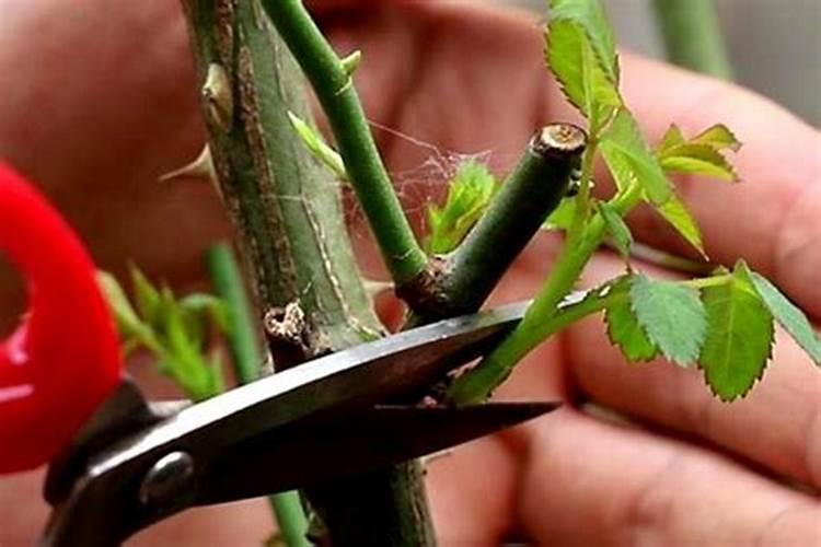 绿宝石梨的营养价值 绿宝石梨的功效与作用