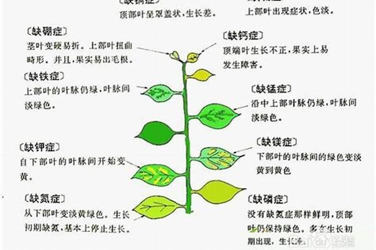 植物17种必要元素及其作用