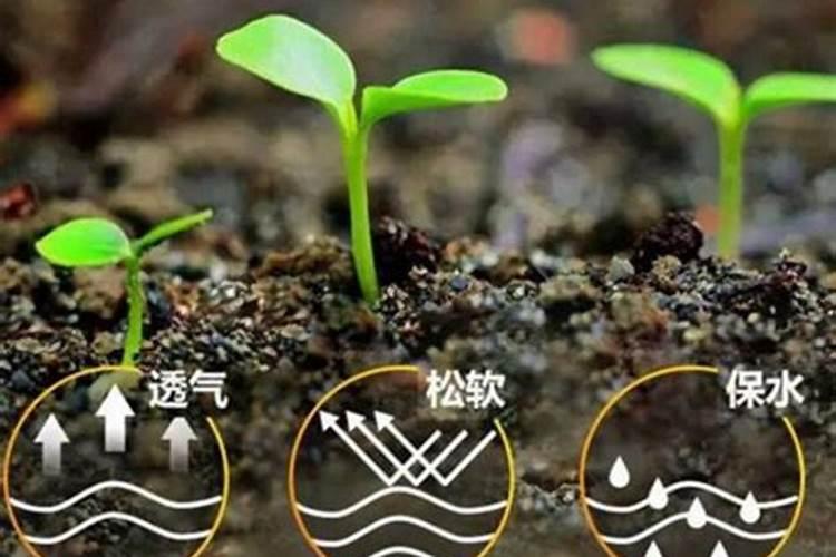 李子苗“六月落果”的原因及防治措施,英英李子园给出解答