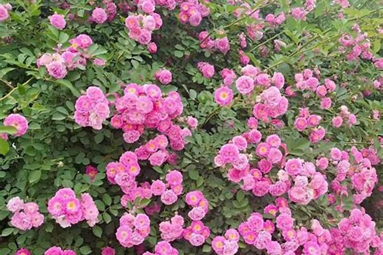 爬藤月季多久施一次肥