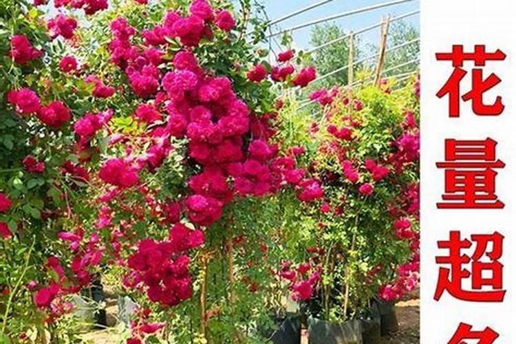 月季爬藤种植方法