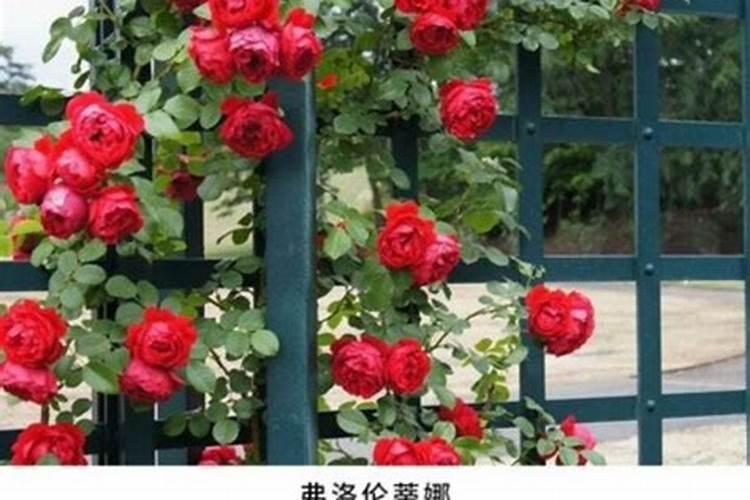 藤本月季多久施肥