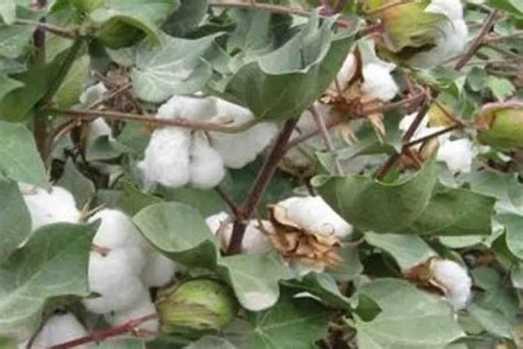 绿萝为什么一直长的不好呢？