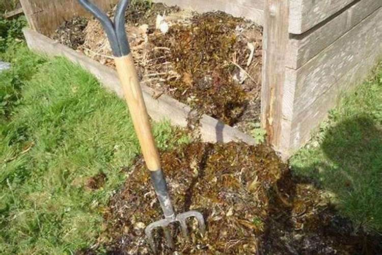 海藻肥属于什么肥料 附使用方法