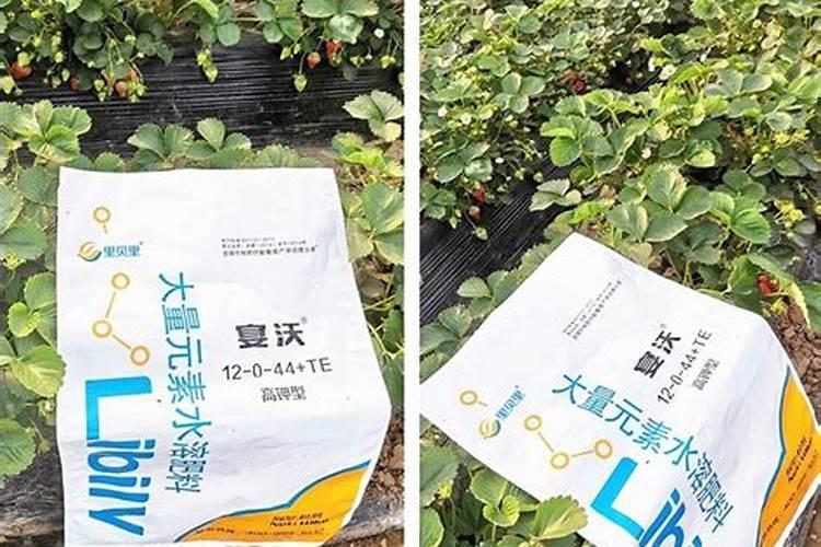 老师葡萄摘完果打什么药好。