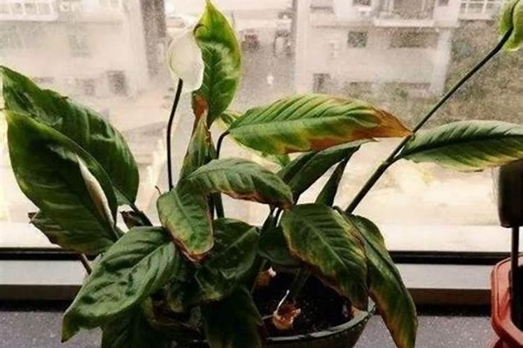 氯化钾和硫酸钾哪个好