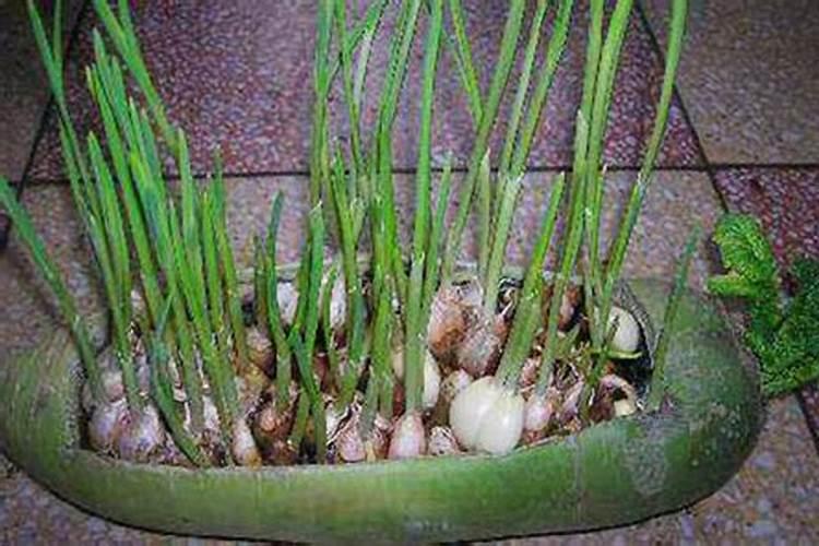 蒜苗用什么肥料最好