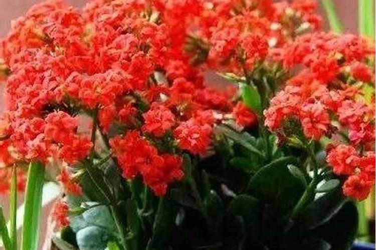 大红甲水溶肥使用方法