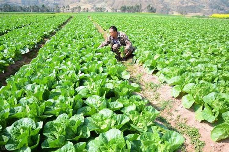 种植蔬菜用什么肥料 自己种菜用什么肥料