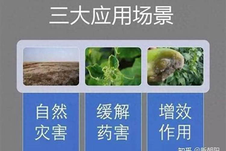 西红柿脐腐病怎样治!已经补充三次钙了