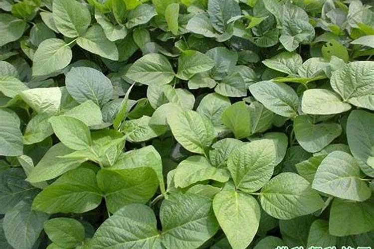 胡萝卜膨果冲施什么肥料？胡萝卜膨果叶面肥什么时候用合适