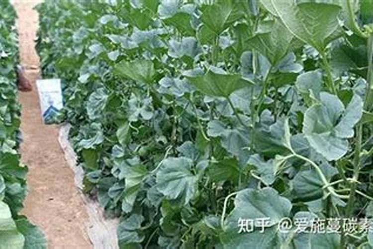 家庭养花自制氮肥有哪些