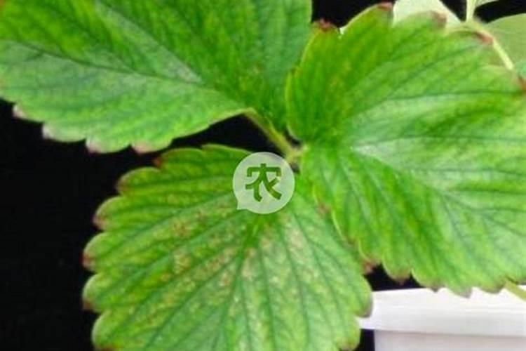 氮肥的缺乏和过量对草莓有什么危害
