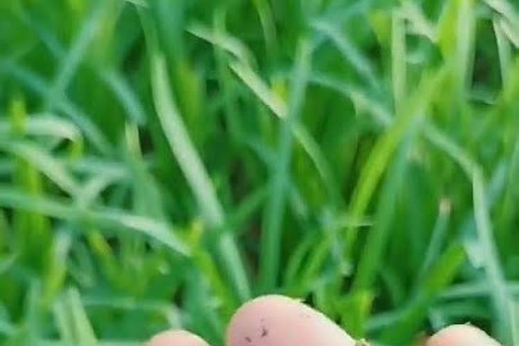 韭菜根有蛆虫用什么药